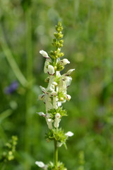 Stiff hedgenettle flowers in the garden