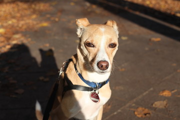 Closeup of little beige and white Italian greyhound