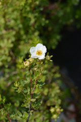Shrubby Cinquefoil white flower in the garden
