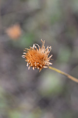 Single-flowered sawwort