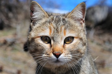 A nice cat, village of Peone, Alpes Maritimes, France