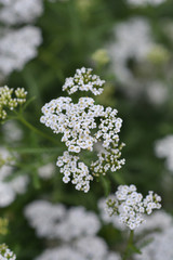 Mountain Yarrow flowers on a green background
