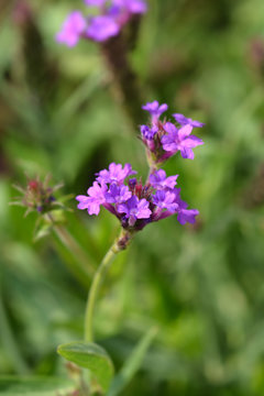 Tall vervain flowers on green background