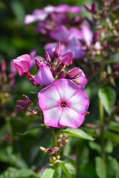 Perennial phlox Amethyst pink flower in the garden