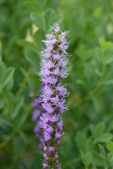 prairie blazing star flower