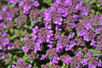 Breckland thyme flowers in the garden