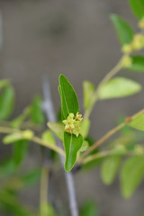 Fototapeta premium Jujube flower