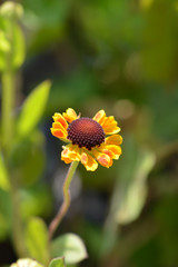 Sneezeweed El Dorado