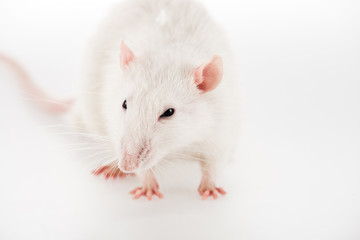 white rat on white background with copy space in New year