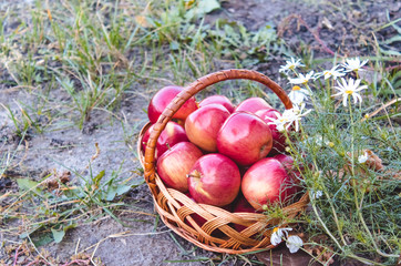 Ripe juicy red apples lie in a wicker basket on green grass against a background of nature. Vitamins and a healthy diet. Vegetarian concept.