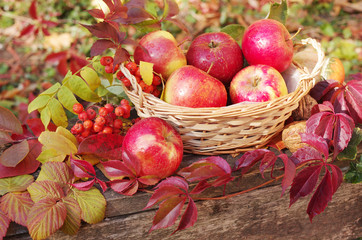 Red apples in a wicker basket decorated with ivy leaves. Thanksgiving.