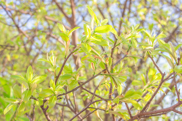 Put forth fresh green leaves and buds of banyan tree in the tropical forest 
