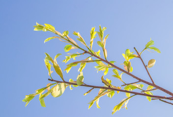 Put forth fresh green leaves and buds of banyan tree in blue sky background