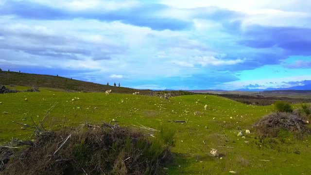 Aerial view: Flight over flock of sheep grazing in New Zealands rural hillside with mountain ridge in background