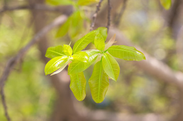 Fototapeta na wymiar Put forth fresh green leaves and buds of banyan tree in the tropical forest 