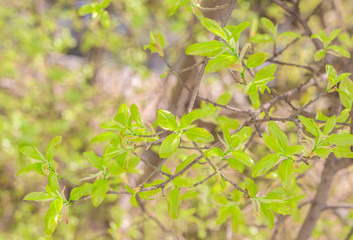 Put forth fresh green leaves and buds of banyan tree in the tropical forest 
