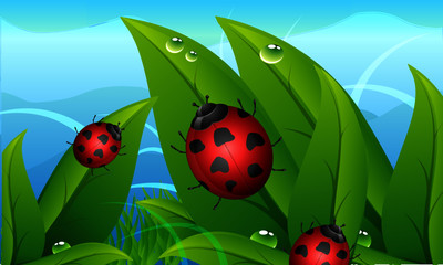 Ladybird vector 