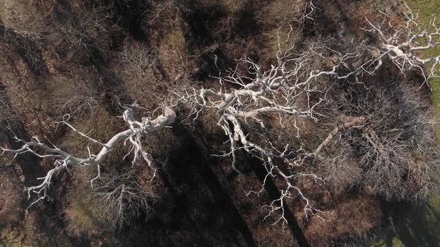 Bird's Eye View Panning Out From Standing White Dead Trees 4K Cine D