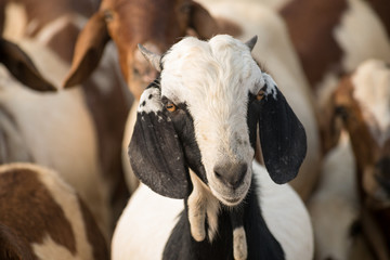 goat in black and white color