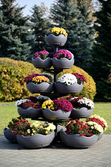 Close-up Photo of autumn multi-colored flowers in a city in a bowl. Clear weather, good mood.
