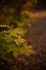 Autumn forest with colorful maple leaves. Golden season. Magical forests.