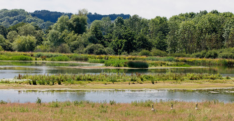Lagoon 8, Egleton Reserve, Rutland Water, Leicestershire, England, UK.
