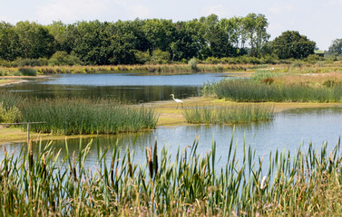 Great Egret (Ardea alba) on Lagoon 8, Egleton Reserve, Rutland Water, Leicestershire, England, UK.