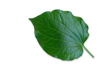 Green leaves isolated on  white background, Details of Chaplo leaves