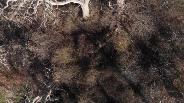 Flying Out Of Standing Dead Trees, Birds Eye View, 4K, Cine D.