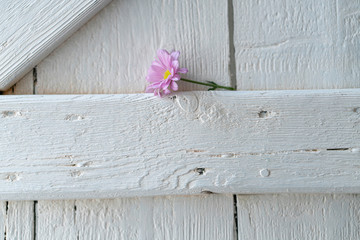 White shabby shutter with beautiful aster