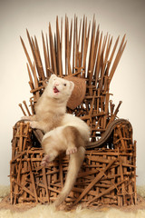 Ferret on model of stylish chair made of rusty swords