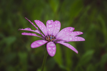 beautiful light pink african daisy flower with water drops on blossom