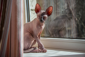 Small Sphinx cat sitting by the window in the spring sunshine