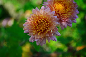 Close-up of chrysantemum flowers. Macro photography of nature.