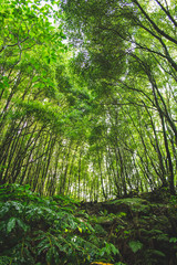 Tropical rainforest on the island of Sao Miguel, Azores, Portugal