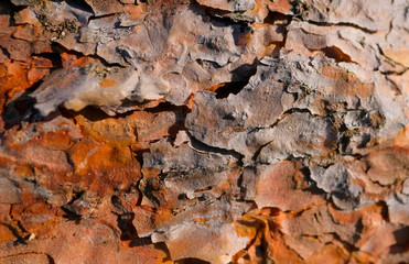 Bark of Pine Tree close up