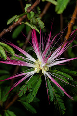 カリアンドラ・セロイ　Calliandra selloi