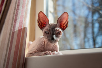 Small Sphinx cat sitting by the window in the spring sunshine