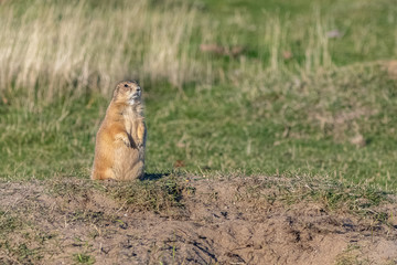 A prairie dog standing in the field, watching out for predators
