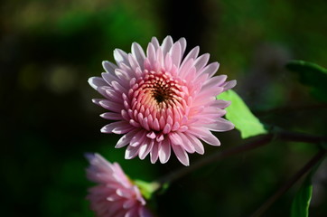 Obraz premium Close-up of chrysantemum flowers. Macro photography of nature.