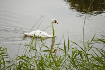 Mute Swan - 298243484