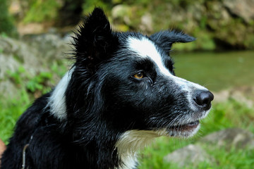 Primo piano dello sguardo attento di un giovane border collie, animali e natura 