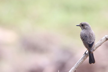 bird on a branch