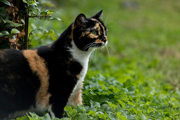 Big and curious looking calico cat with green eyes standing on all fours in the high grass.