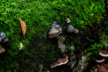 Mushrooms in the forest