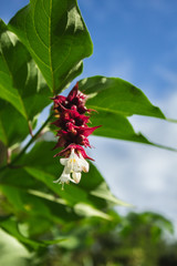 Beautiful tropical flowers growing in a tree on the island of Sao Miguel, Azores, Portugal