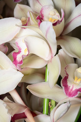 シンビジウム（Cymbidium）