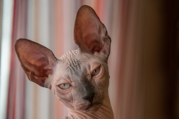 Small Sphinx cat sitting by the window in the spring sunshine