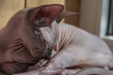 Small Sphinx cat sitting by the window in the spring sunshine