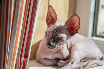Small Sphinx cat sitting by the window in the spring sunshine